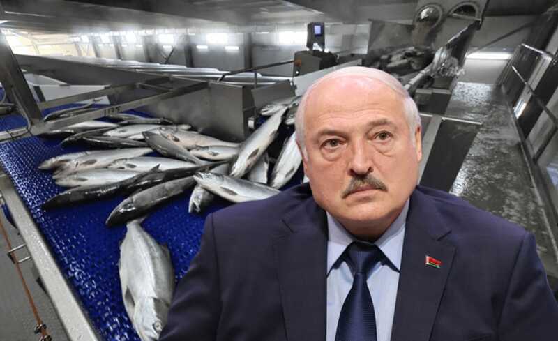 Семья Лукашенко и Ротенберги тайно обогащаются за счет российской рыбы