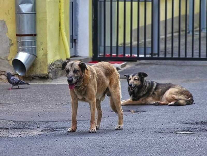 В Государственной Думе выступили с предложением убрать бездомных животных с улиц