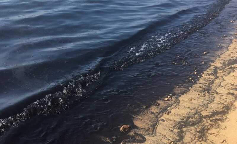 Разлив топлива в Черном море продолжает убивать птиц