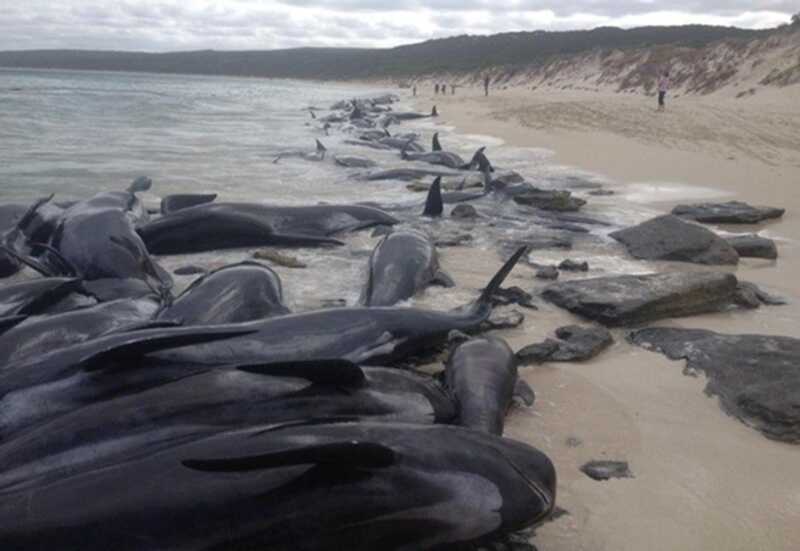 На побережье Черного моря большое количество дельфинов выбрасывается на берег