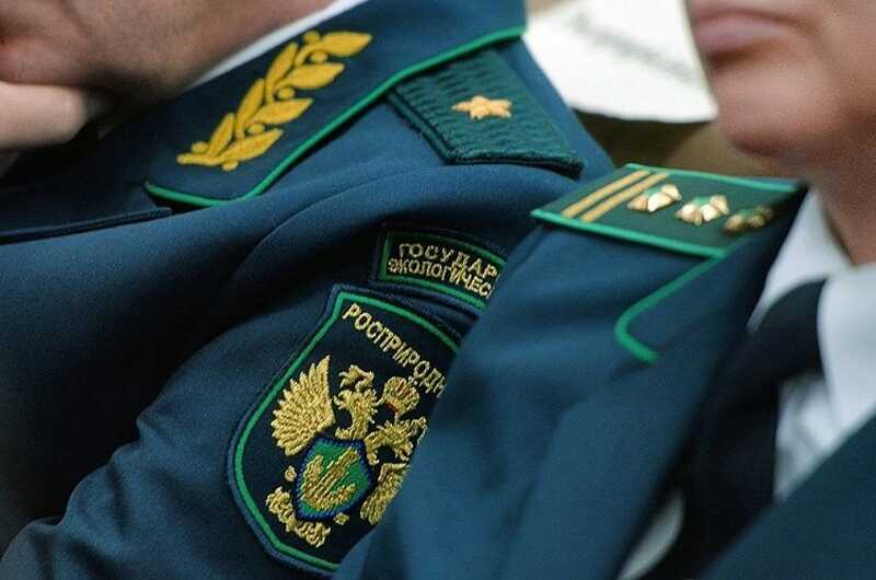 В России раскрыта коррупционная схема с участием главы Росприроднадзора