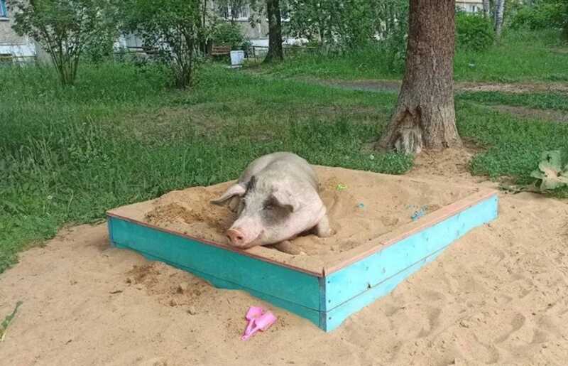 В Свердловской области свиньи оккупируют дороги и детские площадки